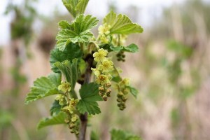 Ribes rubrum (1200 x 800)5.jpg